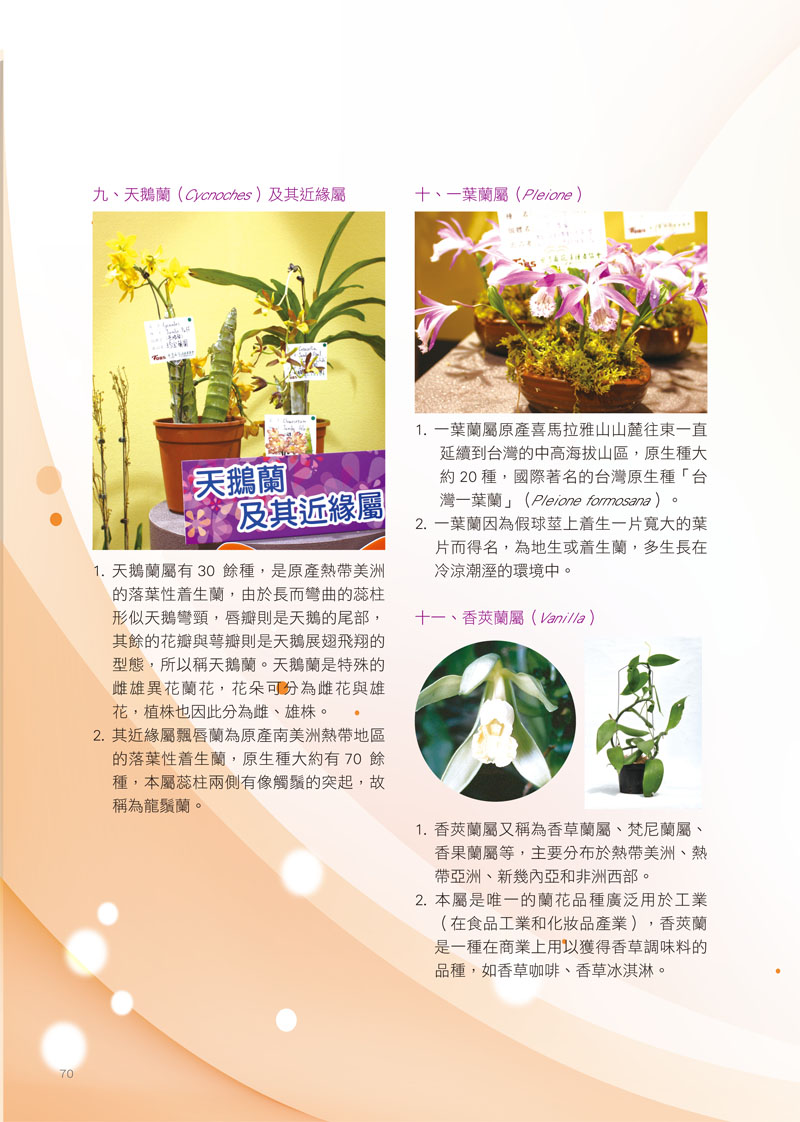 常見蘭屬-5.jpg