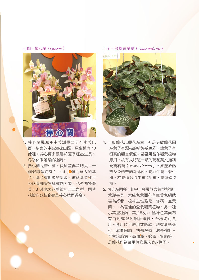 常見蘭屬-7.jpg