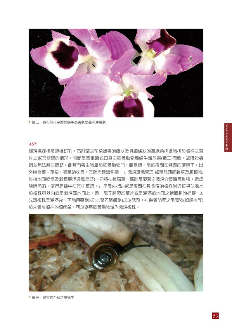 台灣蘭花第23期季 內頁 (1)_53.jpg