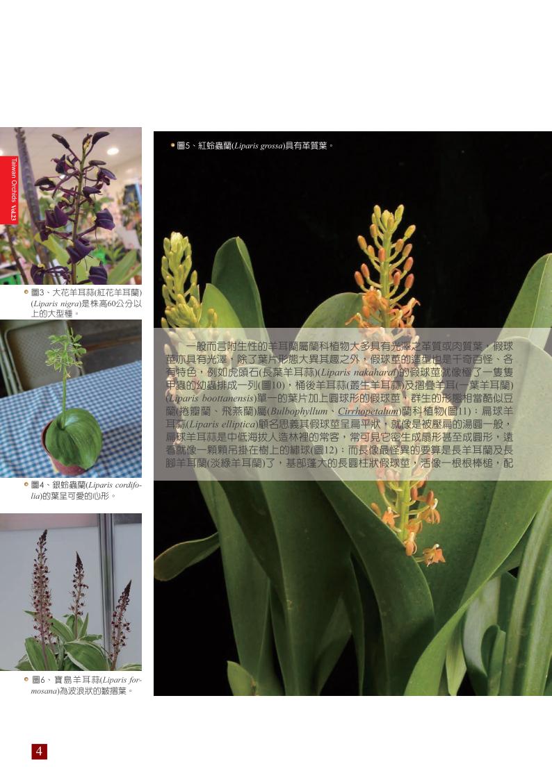 台灣蘭花第23期季 內頁 (1)_04.jpg