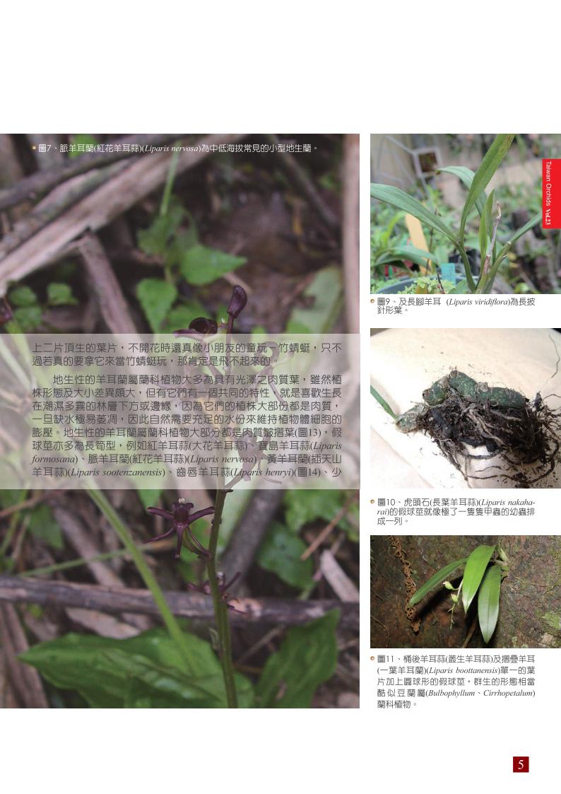 台灣蘭花第23期季 內頁 (1)_05.jpg