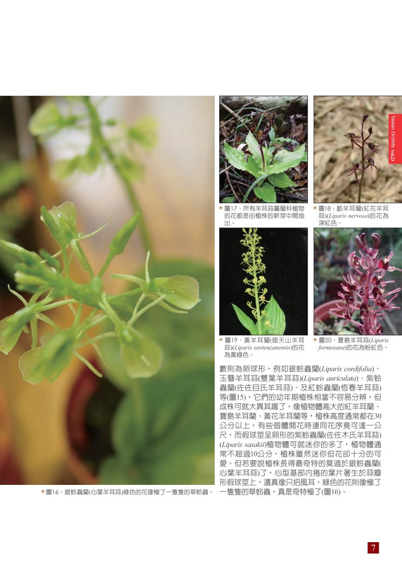 台灣蘭花第23期季 內頁 (1)_07.jpg